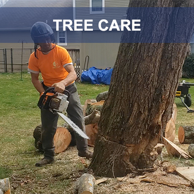 tree removal ct